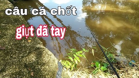 Câu cá Chốt - Cả Một Ổ, Giựt Sướng Tay Luôn.