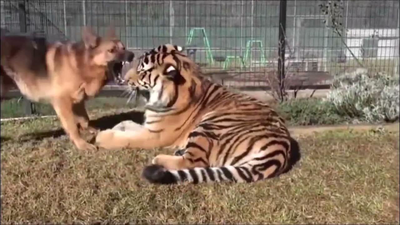 travel-sickness-in-dogs-youtube