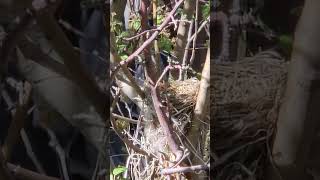 Robins Eggs in the Nest #youtubeshorts #robin