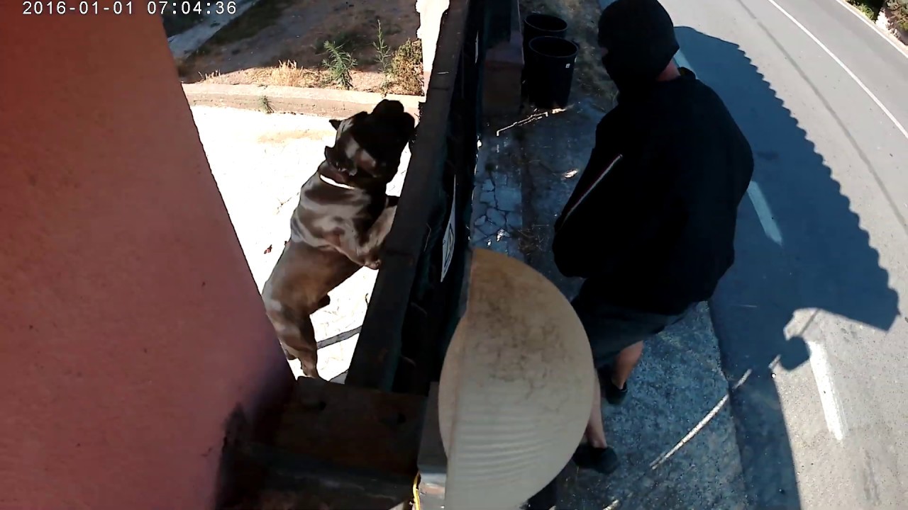 Cane Corso da guardia ,prova anti-intrusione. "I Molossi dell'Ercole" Enci-Fci 