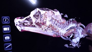 St. Francis Virtual Dissection Table