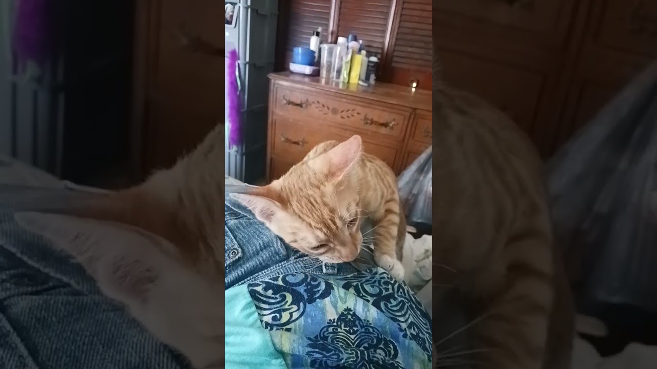 .... I really need to look into cat chew toys, or get a dog chew toy....