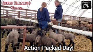 Action-Packed Day On Our Sheep Farming Vlog At Ewetopia Farms by Ewetopia Farms 2,261 views 1 month ago 33 minutes