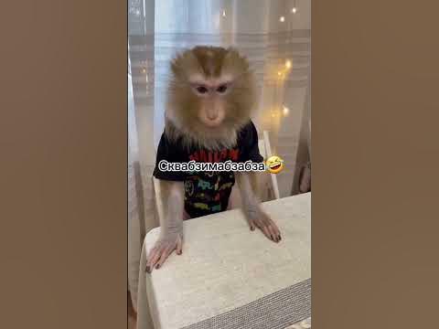 сквабзимабзабза победил😎💪 - YouTube