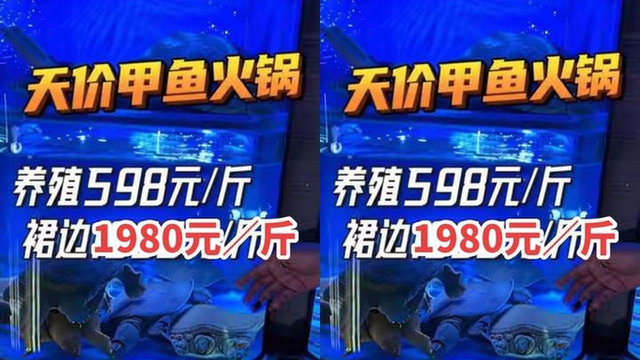 和麦总在成都吃天价甲鱼火锅，养殖甲鱼598一斤，裙边1980一斤，也真贵#这是真正的硬菜 #成都火锅