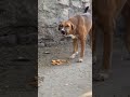 Feeding Stray Dogs -TheirReactions Melt My Heart!🫀💕#dogs #feedingdogs #animals #dogshorts