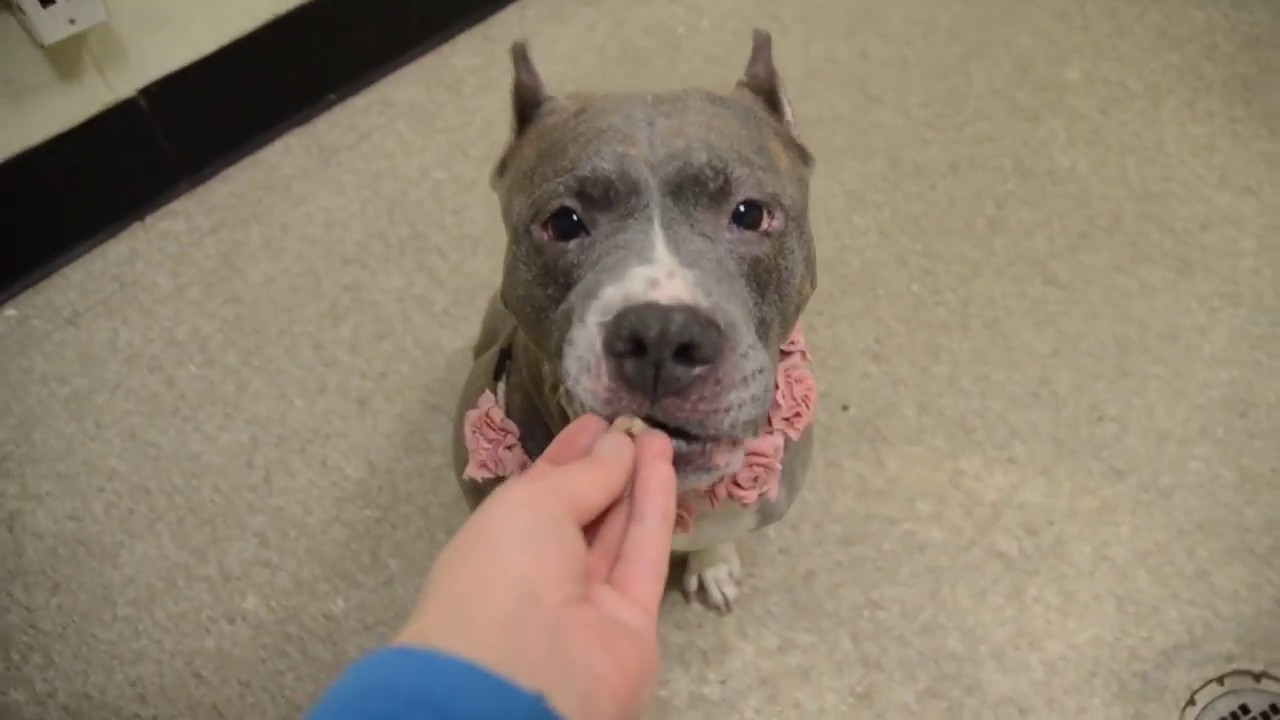 adopt cats long island Patty 56806 is perfectly petite and deliciously sweet! NYCACC