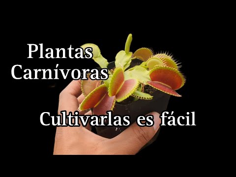 Vídeo: Venus flytrap: com cuidar una planta a casa