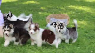 Pomsky Puppies For Sale