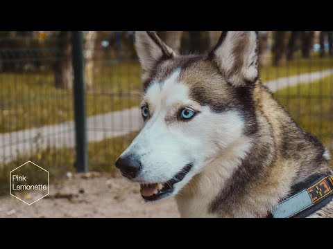 Видео: Один из последних участков тестирования на животных в стране исследуется