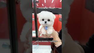 The Furry Kid Who Is Going To Shanghai To Be A Model Is A Little Cute, With A Small Body, A Cute Pe