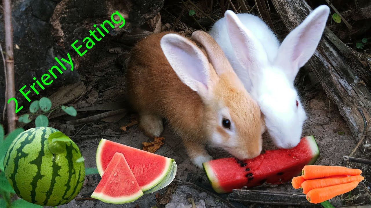 White Rabbit Watermelon 2 Frienly (gold and white)Rabbit eating water melon they look so lovely ...