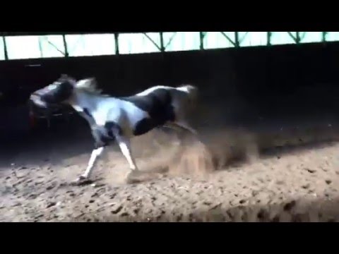 funny-frisky-filly!-tobiano-pinto-mare-horse