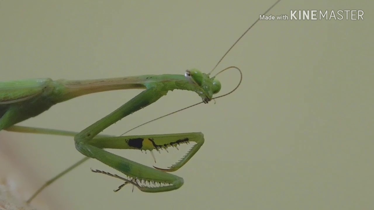 Praying mentis insect caught on cam macro videos