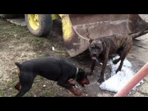 Doberman Vs Cane Corso Fight To The Death Youtube