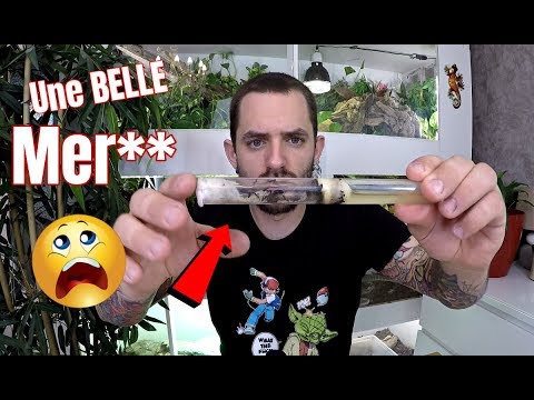 francaise pronounce J'ai découvert une belle Mer** dans les jeunes colonies
