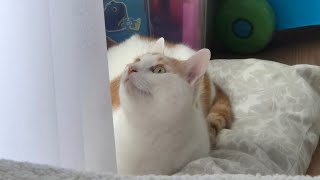 Ben Baba oldum. (kediler ile alakası yok)