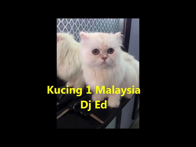 DJ Ed ~ Lagu Kucing 1 Malaysia class=