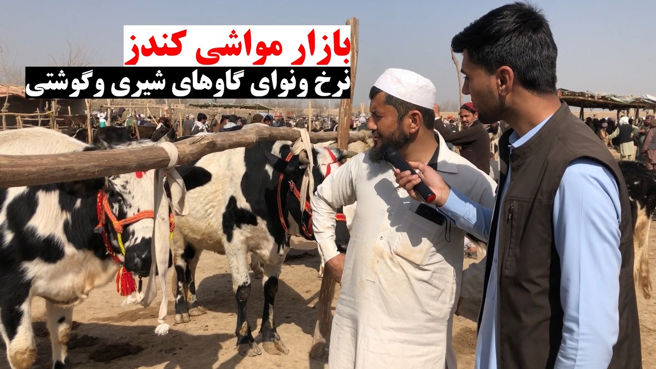 گزارش رمضانی از نقاش یا مالبازار کندز | نرخ ونوای گاوهای شیری وگوشتی | قیمتی ترین گاوشیری در بازار