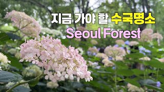 4K) 지금 가야 할 수국명소 서울숲/느린 산책의 정원 수국길을 걸어보세요/Seoul Forest