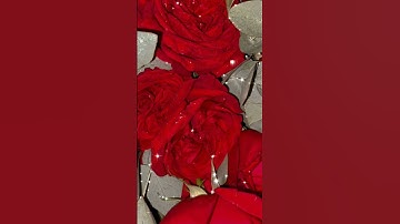 { أفلا ينظرون إلى الأبل كيف خلقت }🌿سوره الغاشيه عبدالرحمن مسعد #قران_كريم
