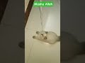Cute Little Cats Playing Together 😻🐾 | দুষ্টু বিড়ালগুলোর মজার খেলাধুলা#cat #bayzidnisavlog #kitten