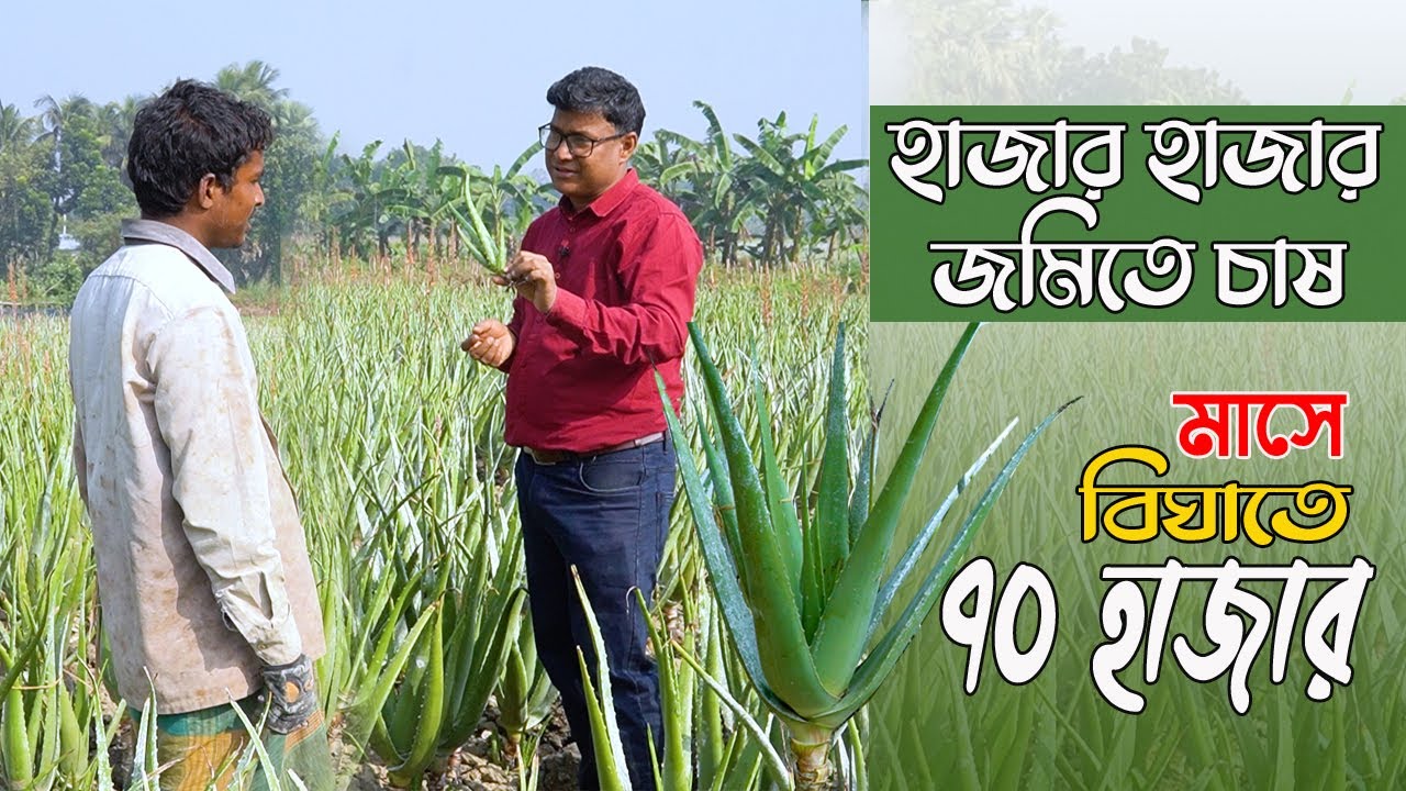 হাজার হাজার জমিতে এলোভেরা চাষ