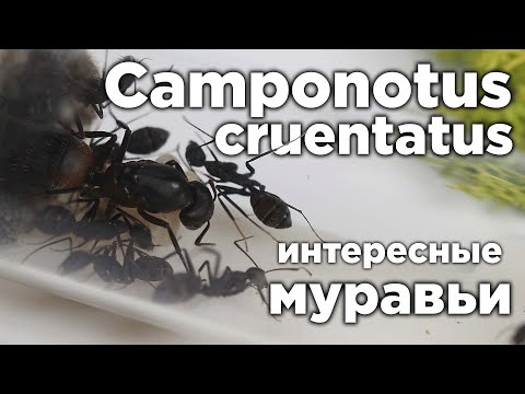 Видео: ИНТЕРЕСНЫЙ ВИД МУРАВЬЕВ - Camponotus cruentatus