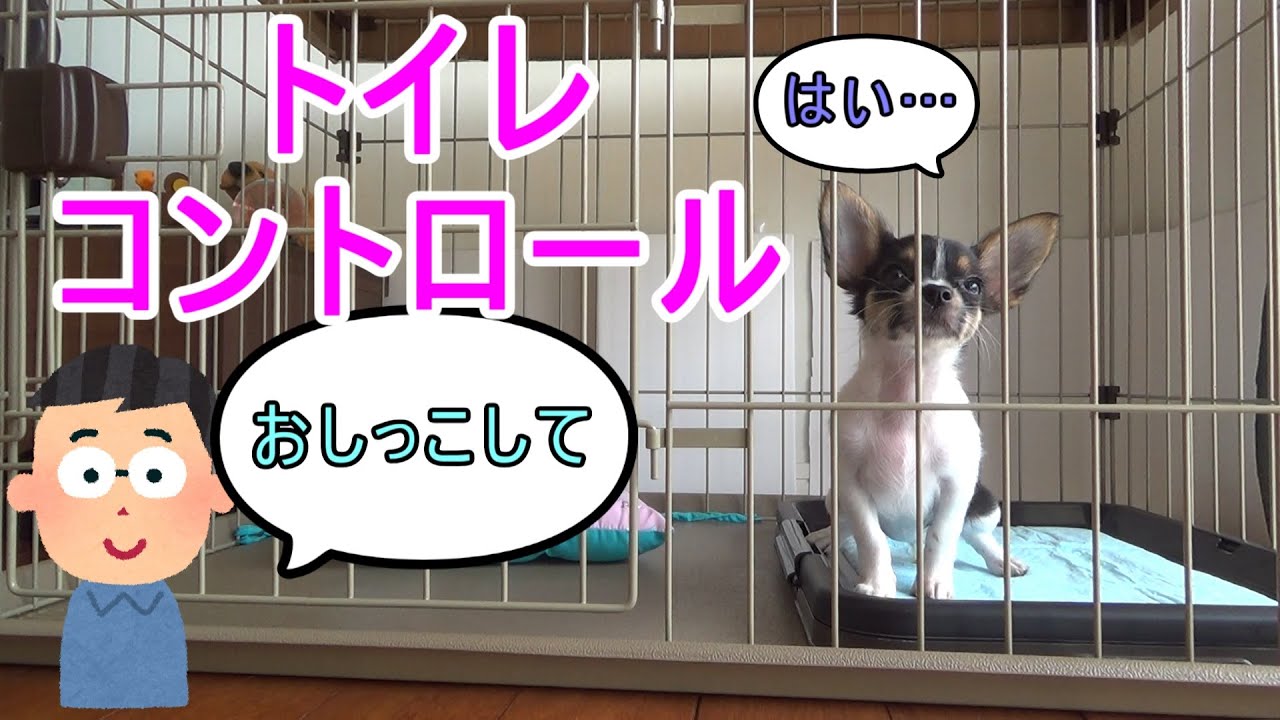 子犬のトイレのタイミングを飼い主がコントロールしています YouTube