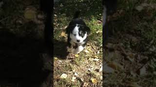 Laylas First Good Run 5 Weeks