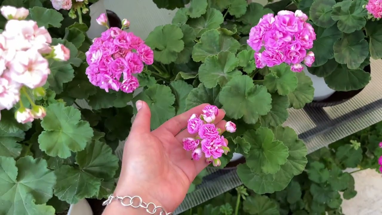 Пеларгонии под навесом 9 августа 2025