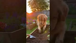 Golden Retriever's Gardening Passion: Heartwarming Hard Work in Golden Hour