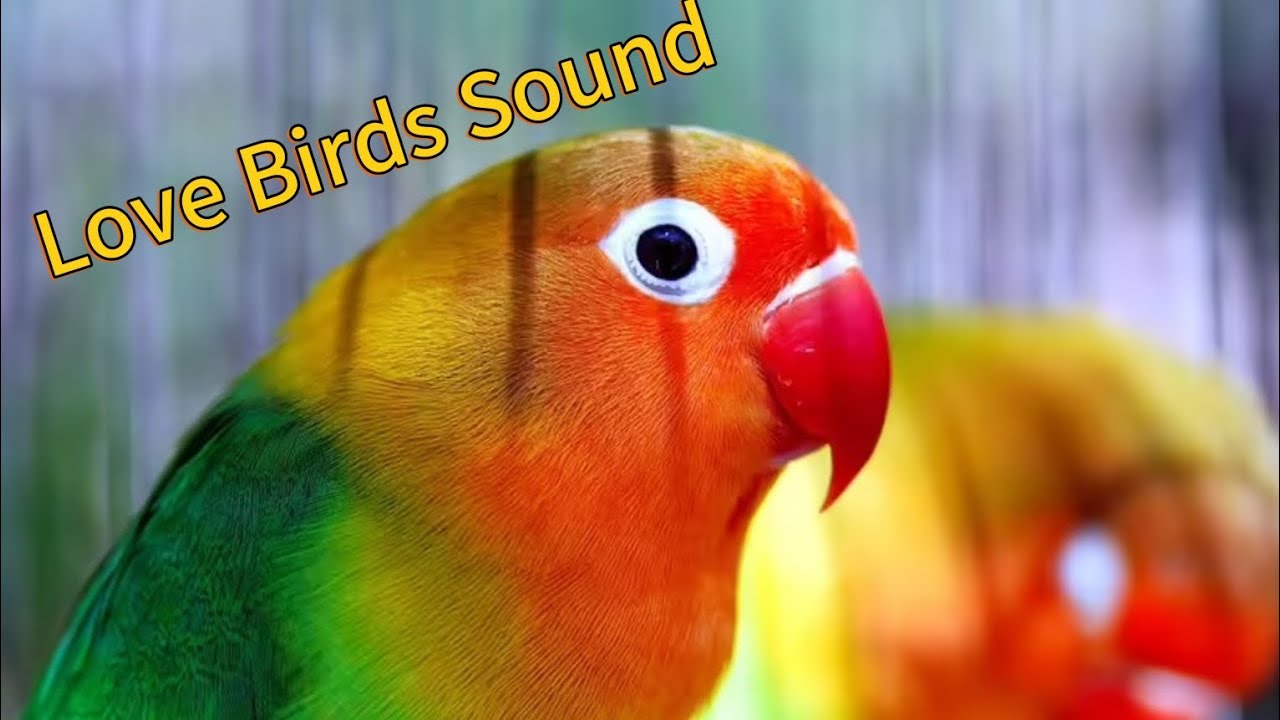 Love Birds Singing &Chiriping Sounds YouTube