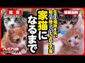 【感動】命の期限を切られた子猫とひとりぼっちだった子猫が しあわせな家猫になるまで【まとめ】