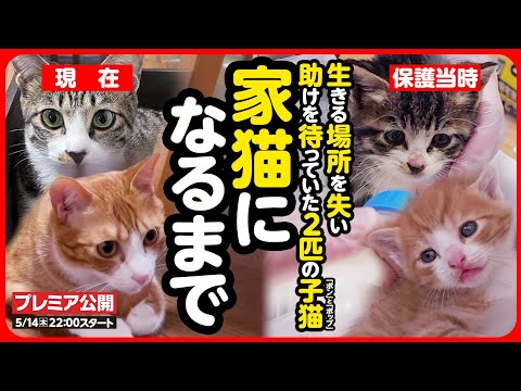 Heartwarming] How a kitten with a limited lifespan and a lonely