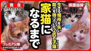【感動】命の期限を切られた子猫とひとりぼっちだった子猫が しあわせな家猫になるまで【まとめ】