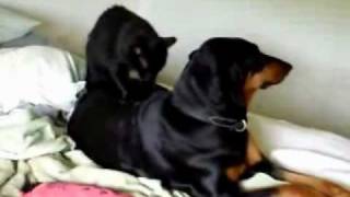 Evil Possessed Dog