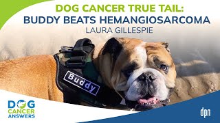 Dog Cancer True Tail: Buddy Beats Hemangiosarcoma | Laura Gillespie