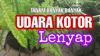 TANAM BANYAK BANYAK UDARA KOTOR LENYAP(PAKIS BOSTON)