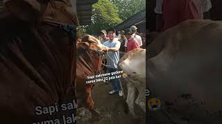 Harga sapi jantan oleng parah di pasar Wirosari hari ini # shorts