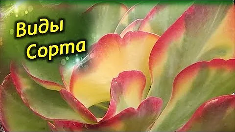 Виды и сорта каланхоэ! Фото и описание сортов!