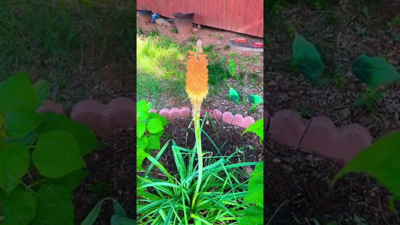 Introducing my Red hot Poker flower