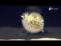 ハリセンボン - Porcupine fish