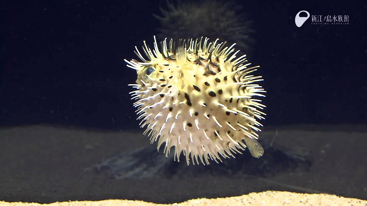 ハリセンボン - Porcupine fish - YouTube