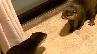 カワウソめいの嫁入り Marriage of otter【baby otter】 by カワウソ-Otter channel 4,757 views 2 years ago 6 minutes, 36 seconds