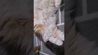 아주 포악하고 무서운 맹수의 정체 이몽쉘 This Is An Incredibly Scary Animal