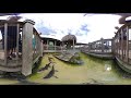 Alligator tried to eat my camera.  Gator feeding in 360 VR