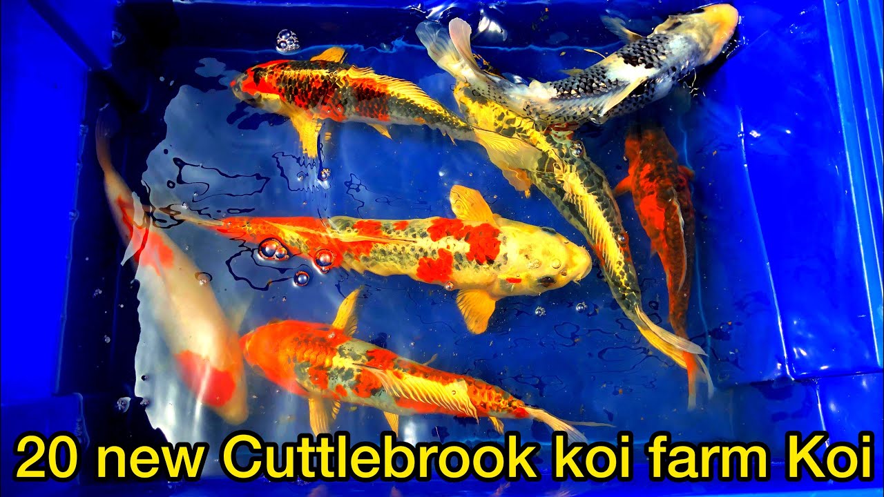 New Cuttlebrook koi farm koi fish