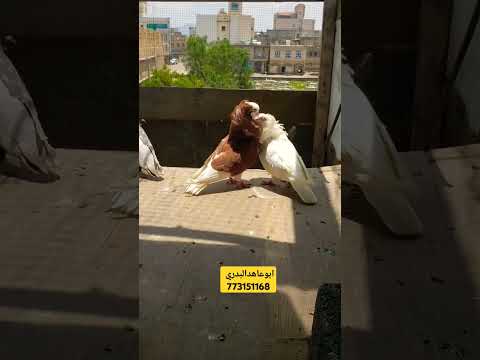الحمام الاسدي او البلجيكي زوج ما شاء الله وكله علا شانك ياالمربي ابوعاهدالبدري   حمام