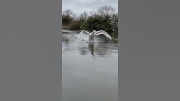 Large Male Swan Skimming and Running Across Water Surface Then Glides to a Stop